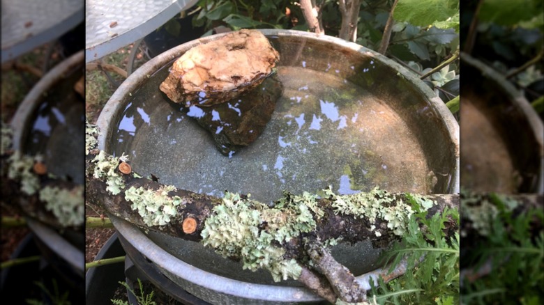 Galvanized tub bird bath