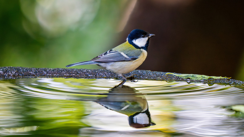 A bird resting gently on top of a rippling pool of water
