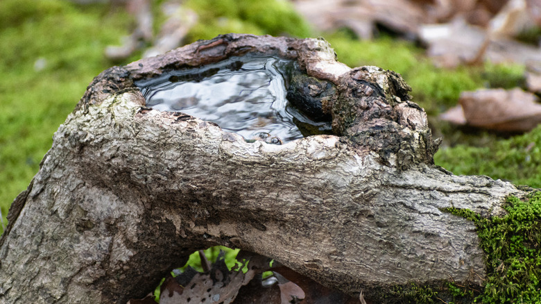 Puddle of water collected in tree stump