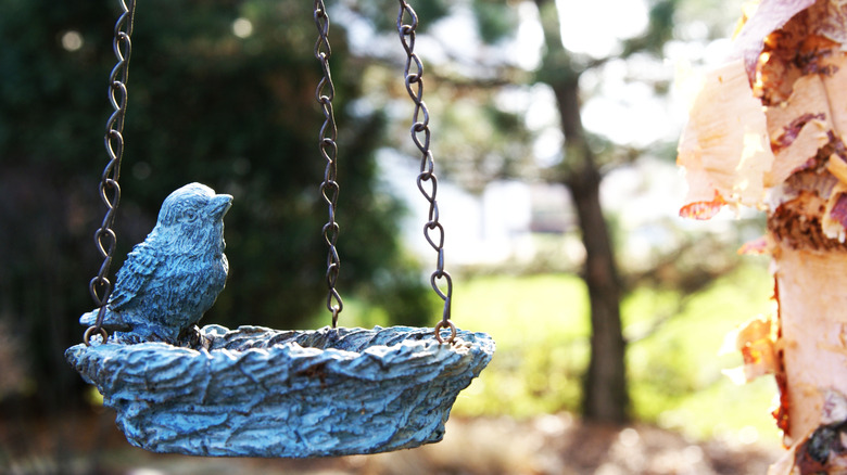 Bird bath hanging from birch tree