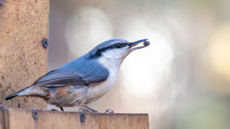 A blue and white bird is perched on a wooden bird feeder. The bird is eating a seed.
