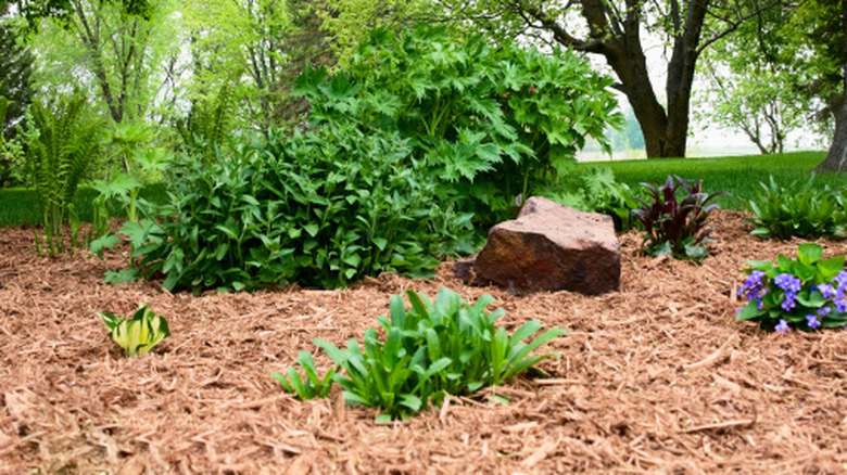 Wood chip mulch in a perennial garden, surrounding plants and suppressing weeds.