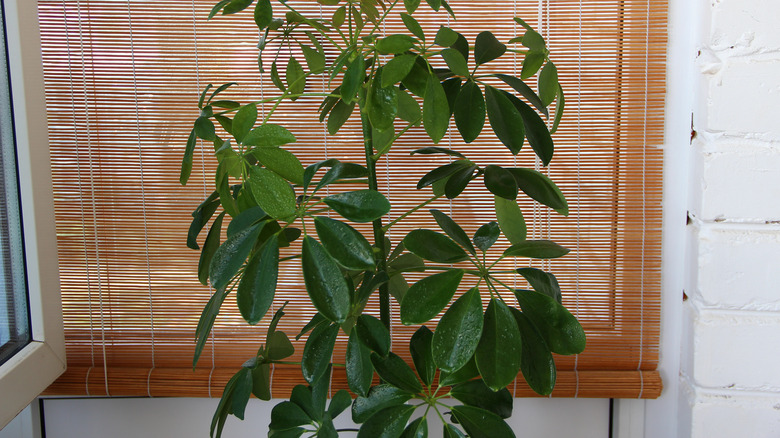 woven bamboo shade on a window behind a plant