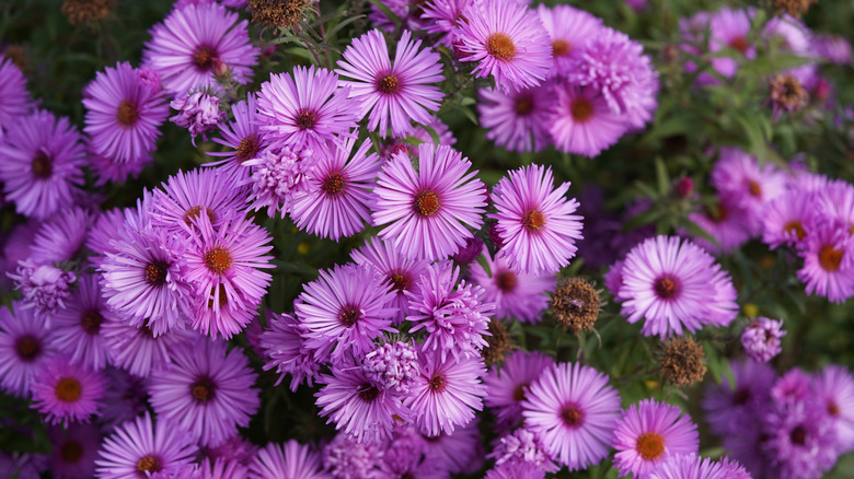 Bunch of purple asters
