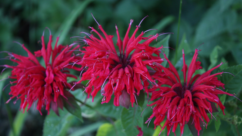 Close up of three bee balm blooms