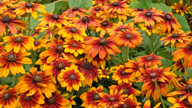 Yellow and orange Black-eyed Susans