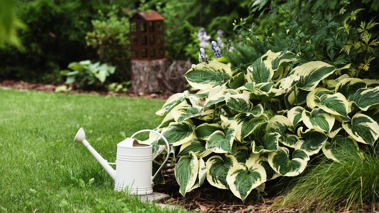 Variegated hosta mount