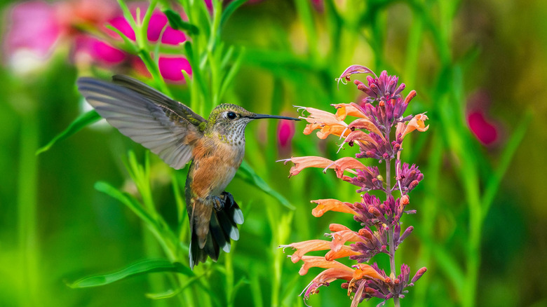 Hummingbird drinking from hummingbird mint