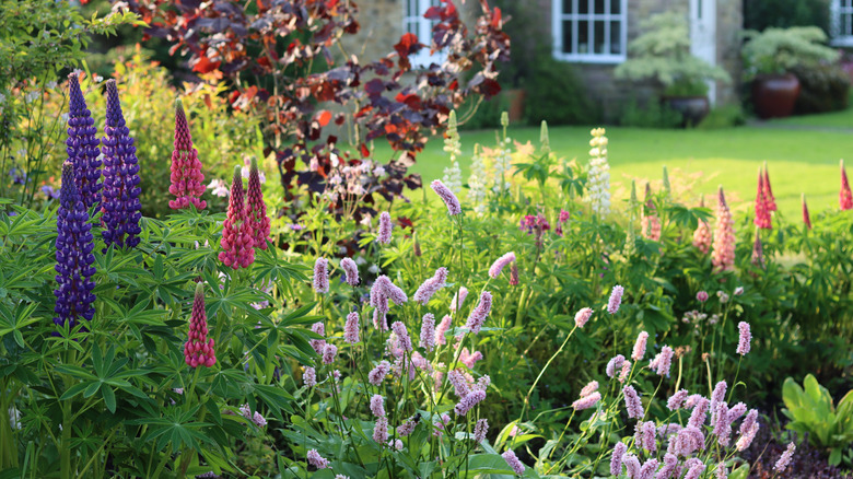 Spring garden in bloom