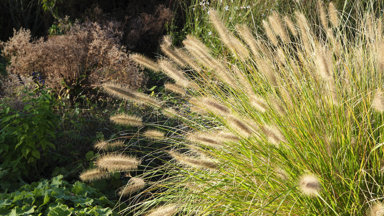 A large bush of wispy, warm weather ornamental grass
