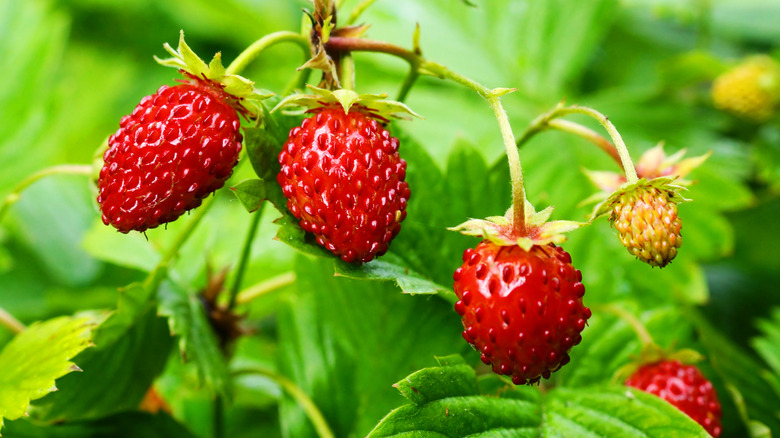 wild strawberry plants with fruit