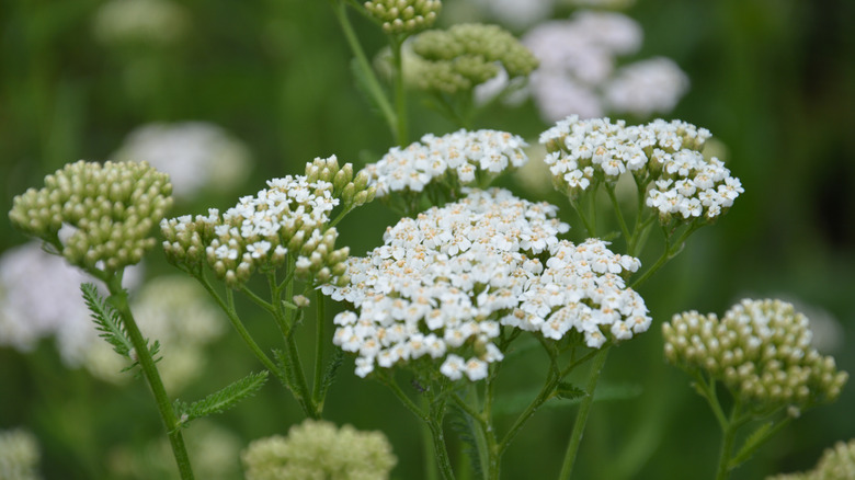 Yarrow flowers