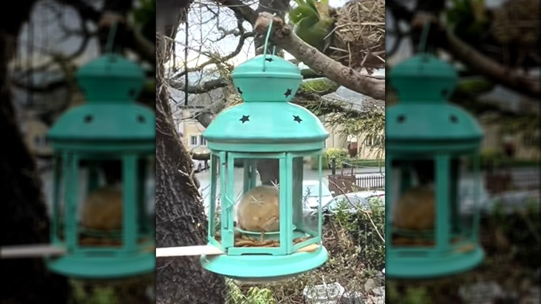 Hanging teal blue lantern repurposed as mealworm bird feeder with stick to perch on