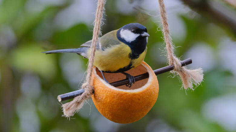 Yellow and black great tit sits on a wooden perch driven through a hanging orange rind.