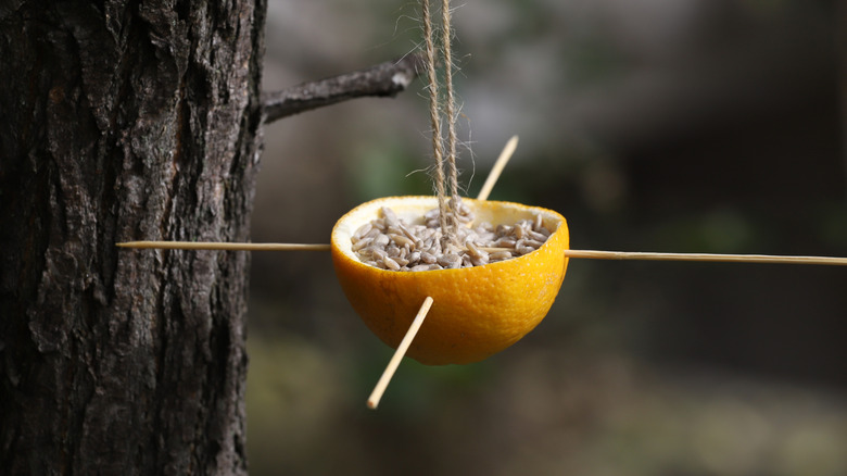 Rind of half an orange filled with birdseed and hanging from tree with twine.