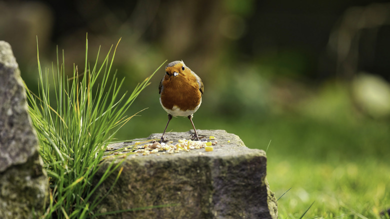 A bird stands on a flat rock with seed in front of it.