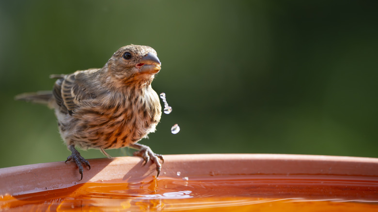 a finch drinks from a birdbath