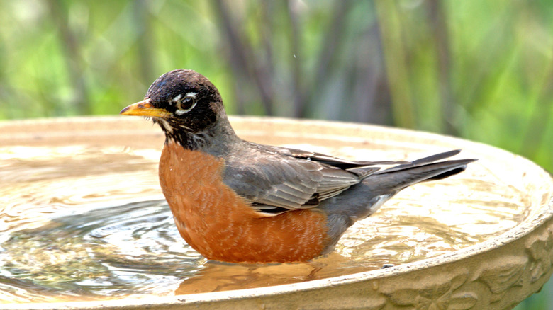 An American robin bathing in a bird bath