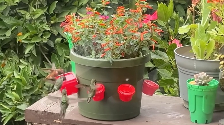 A hummingbird feeding station made with potted flowers and small feeders