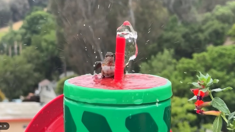 A hummingbird splashing on a DIY cup fountain