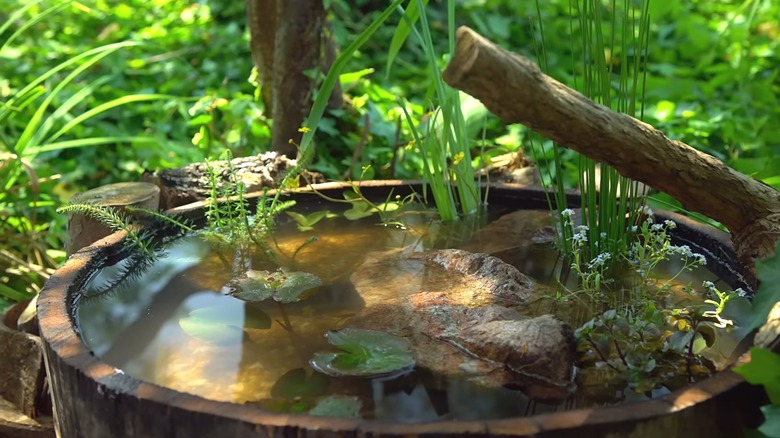 A DIY wildlife pond made from a wooden barrel
