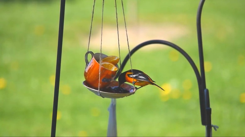 A DIY oriole feeder made from a teacup and saucer