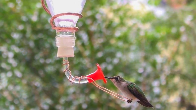 A DIY hummingbird feeder made from a glass bottle