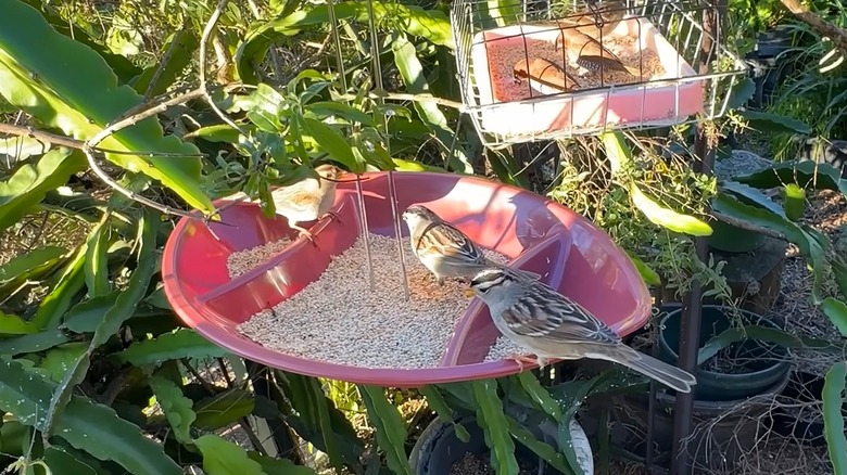Birds eating birdseed from DIY chip-and-dip feeder