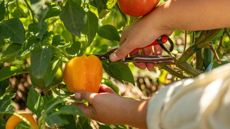 hands harvesting yellow bell pepper
