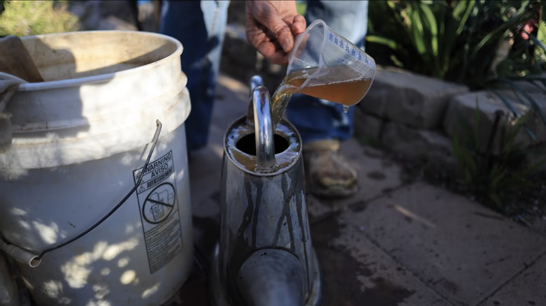 Pouring compost tea into watering can