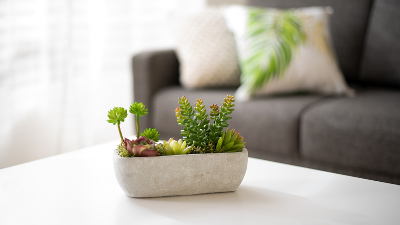 A concrete planter on a living room table