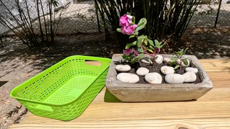 A pink flower planted in a concrete planter sits next to a green plastic container from Dollar Tree.