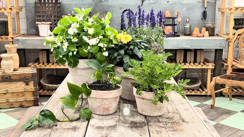 Aged terracotta pots with plants inside arranged on gardening table