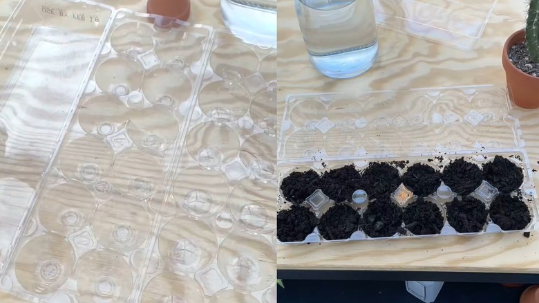 Triple-fold plastic egg carton repurposed as propagation station