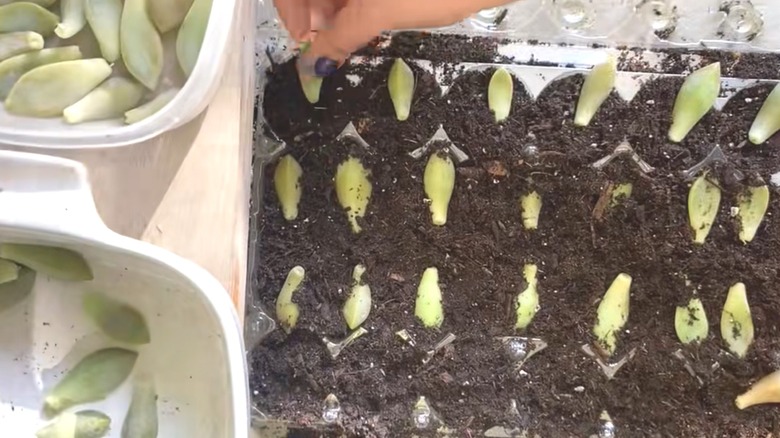 Woman tucking succulents into soil in upcycled plastic egg carton container