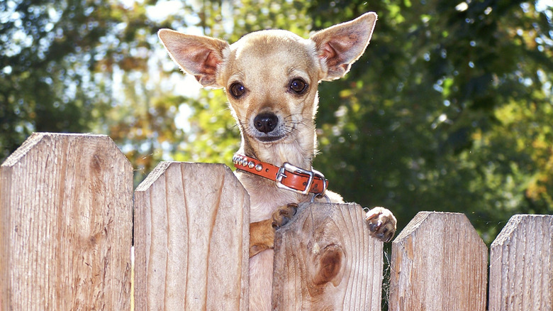 A little chihuahua peering over a short garden fence