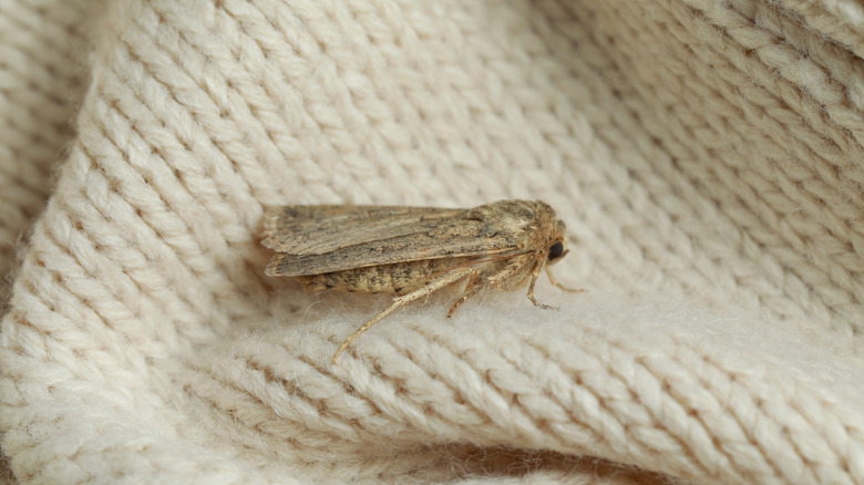 A closeup of a moth on an ivory knitted sweater or blanket