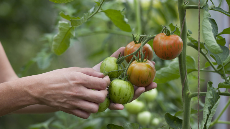 Gardener inspecting tomato plants