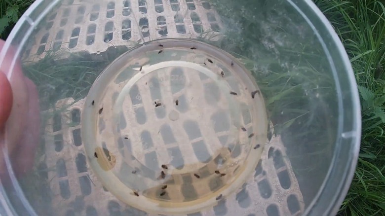 Fruit flies swimming in a plastic container containing beer