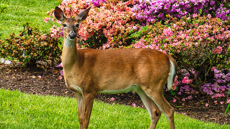 Deer standing in garden
