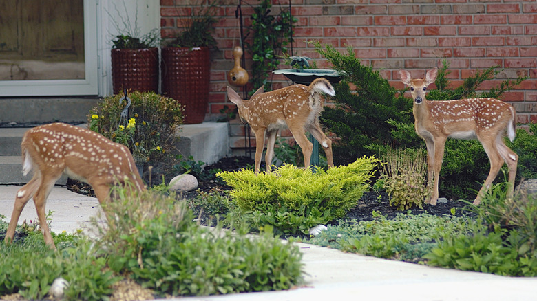 Three young deer eating plants in garden