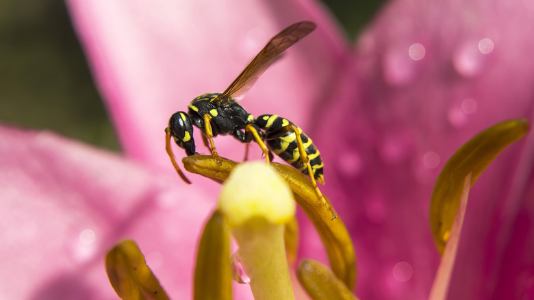 wasp on a pink flower
