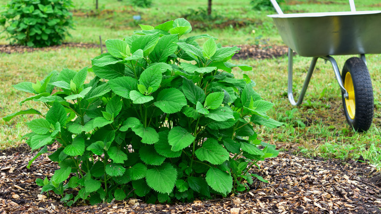 A young hydrangea shrub growing in freshly mulched soil.