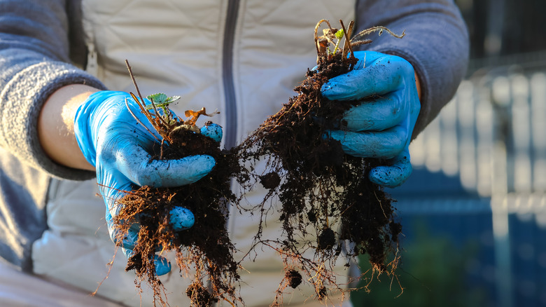 Person dividing strawberry plants.