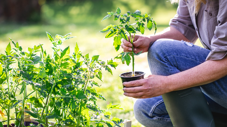 a gardener holds a tomato seedling growing from a small container