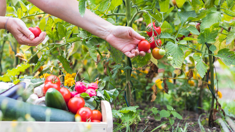 a gardener harvests organic tomatoes