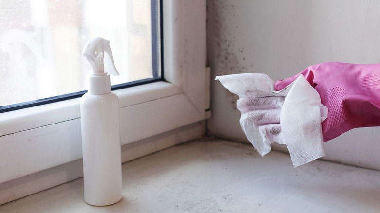 Person wearing rubber gloves cleaning mold with spray bottle and paper towel