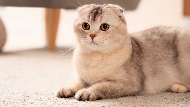 Gray Scottish fold cat sitting on a rug