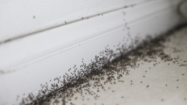 Numerous ants along baseboard in home