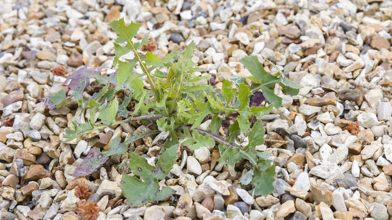 Weed growing in gravel